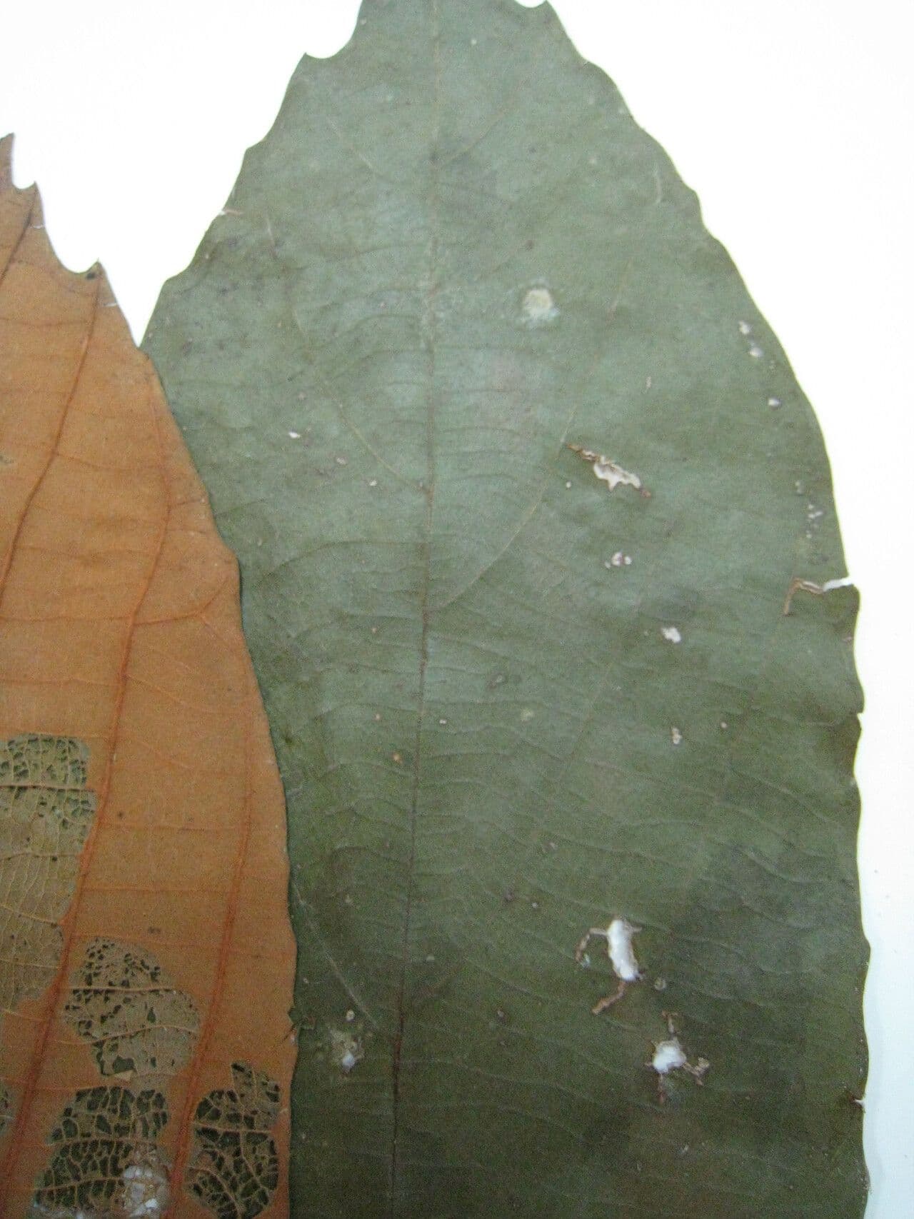 Lueheopsis