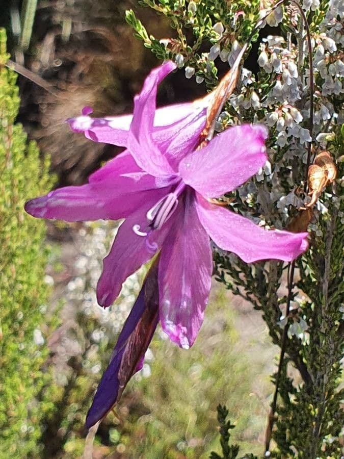 Dierama 5