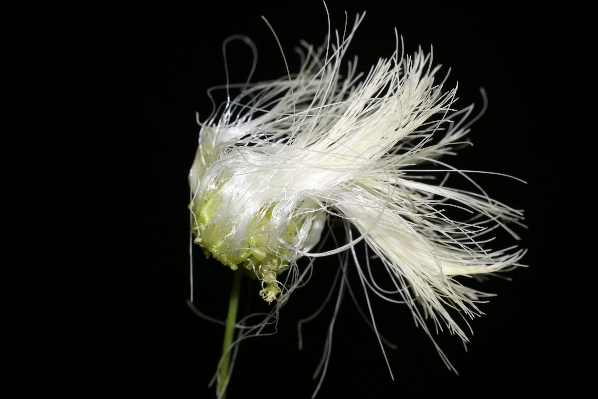Schott's stickpea 2