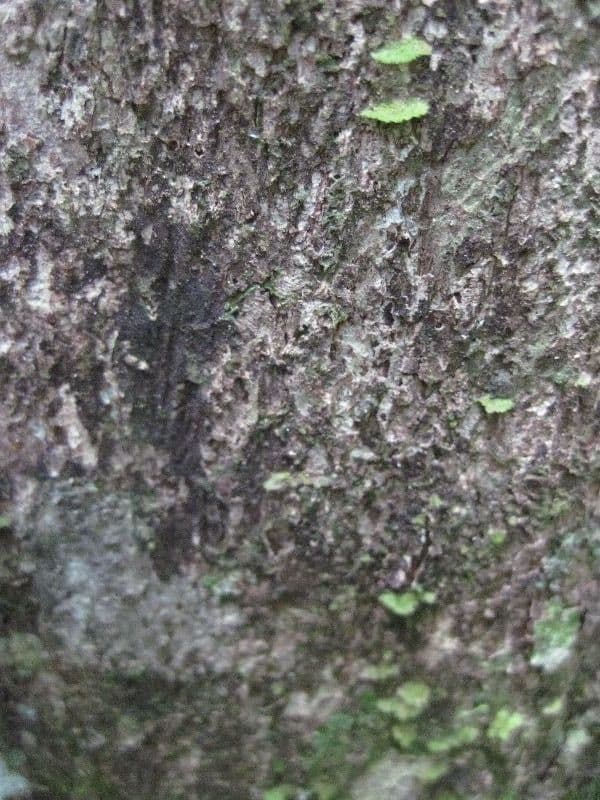 Mouriri angolocostata