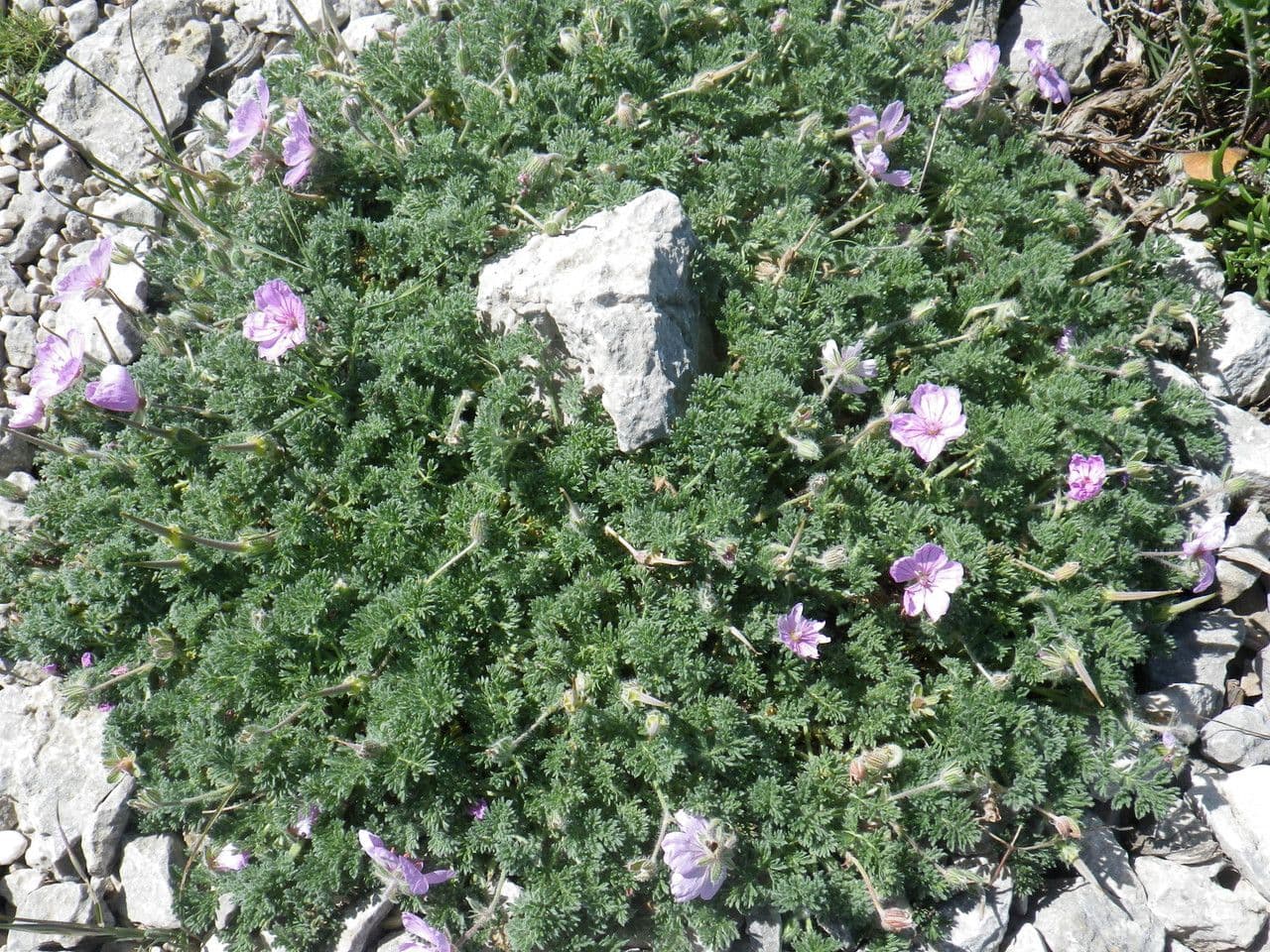 Stinkender Storchschnabel 11