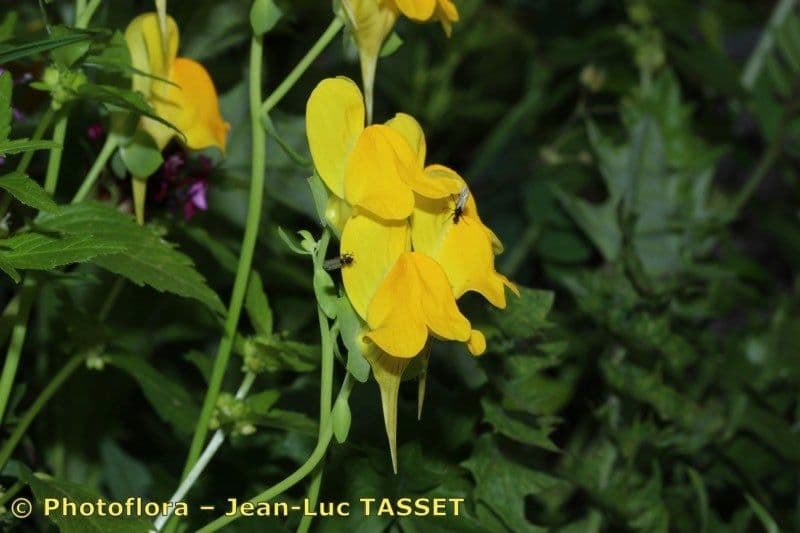 Linaria 3