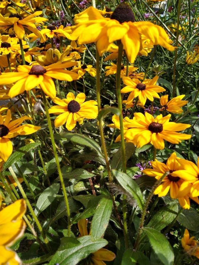 Rudbekia srstnatá 16