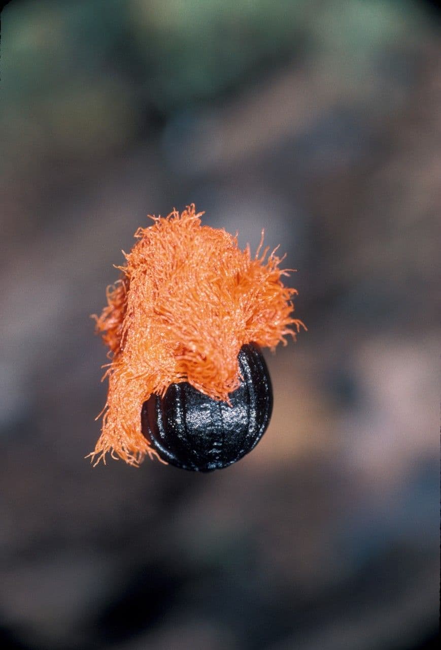 Phenakospermum 2