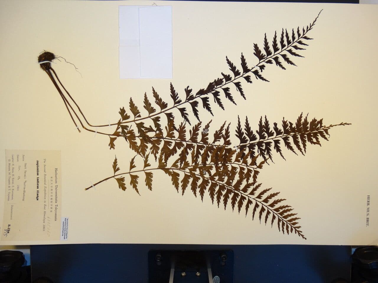 Asplenium yoshinagae