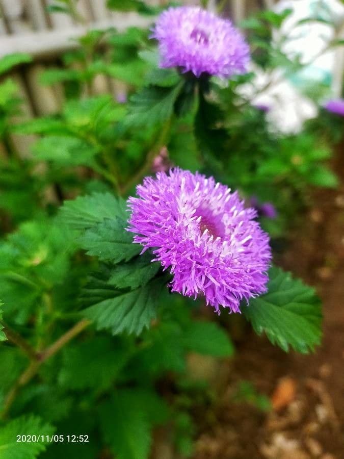 Centratherum punctatum 2