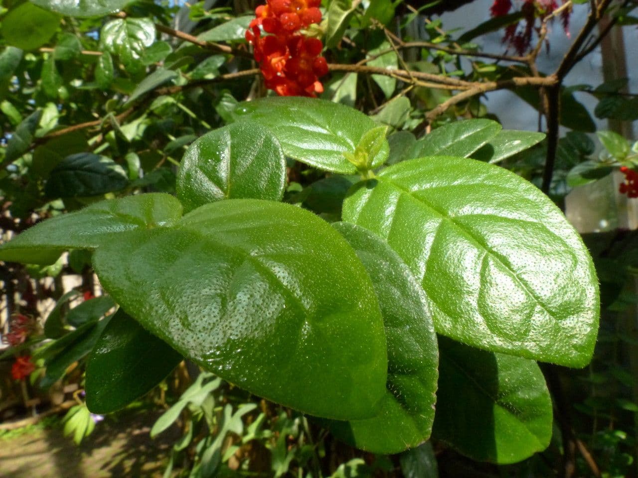 Rondeletia 6