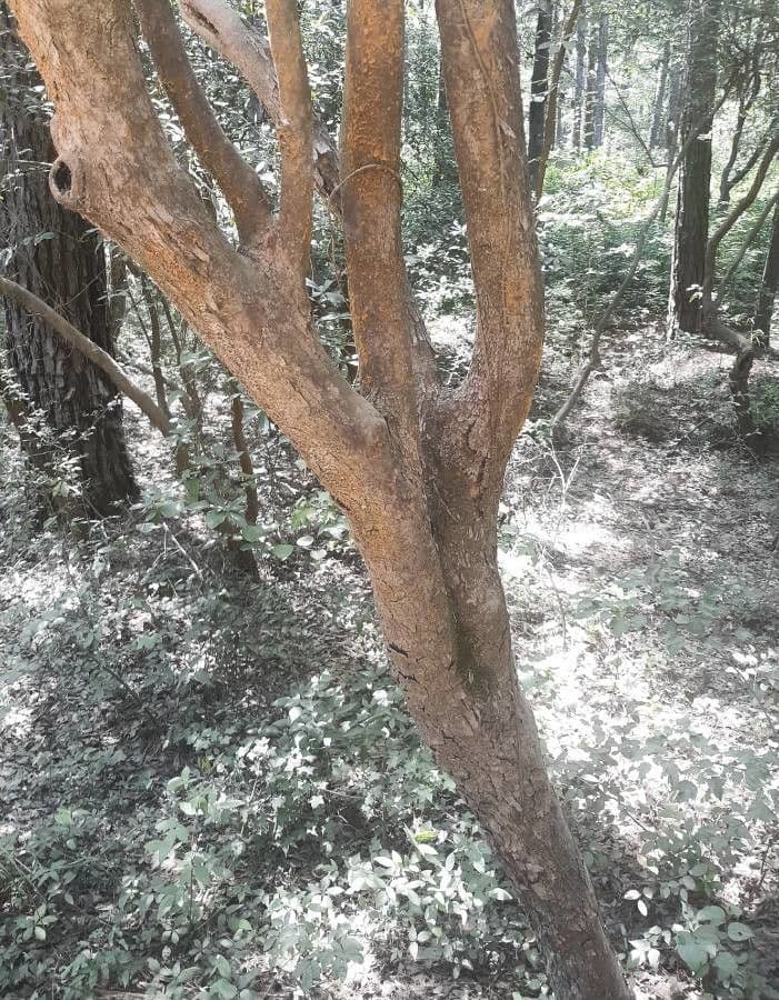 Cyrila 21