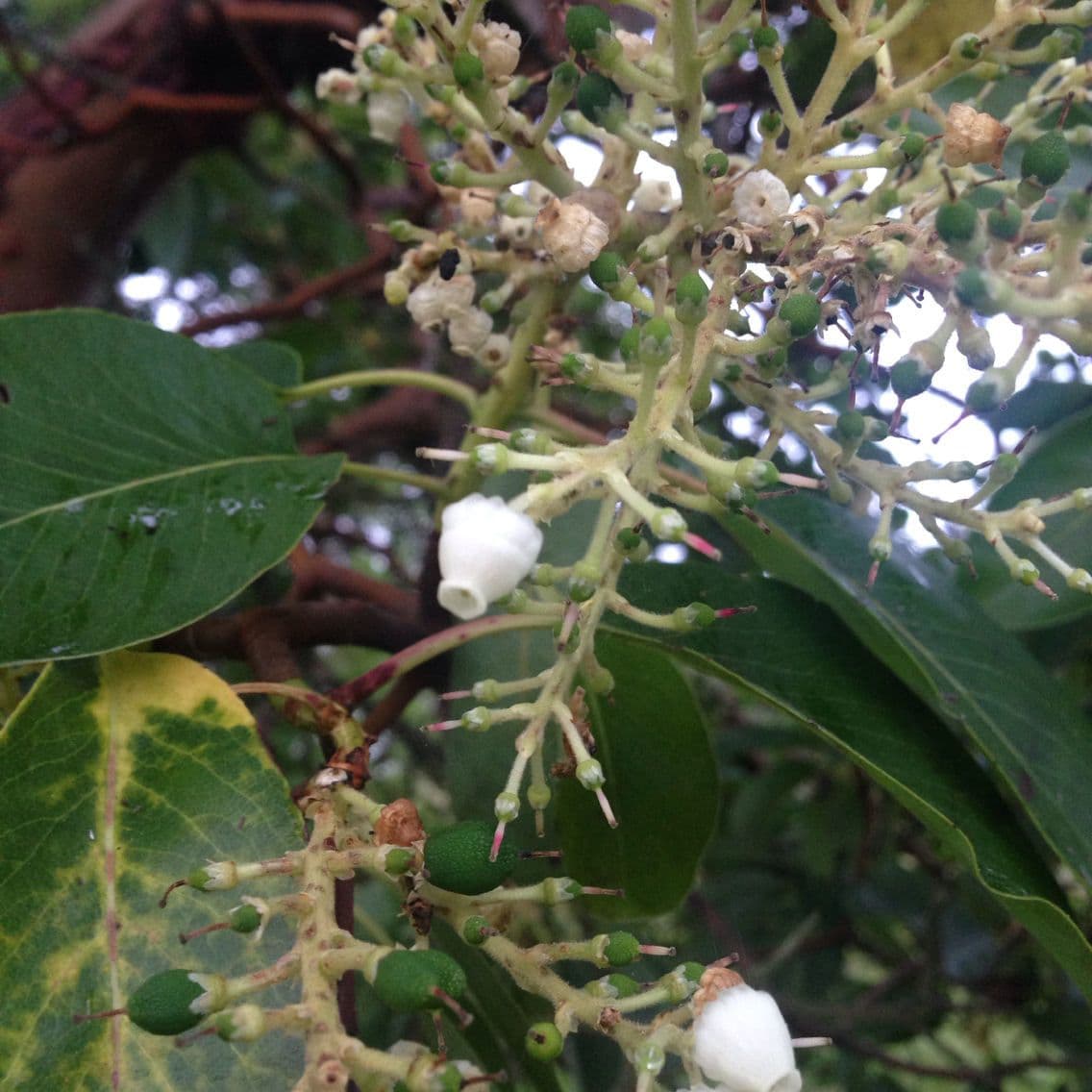 Arbutus menziesii 7