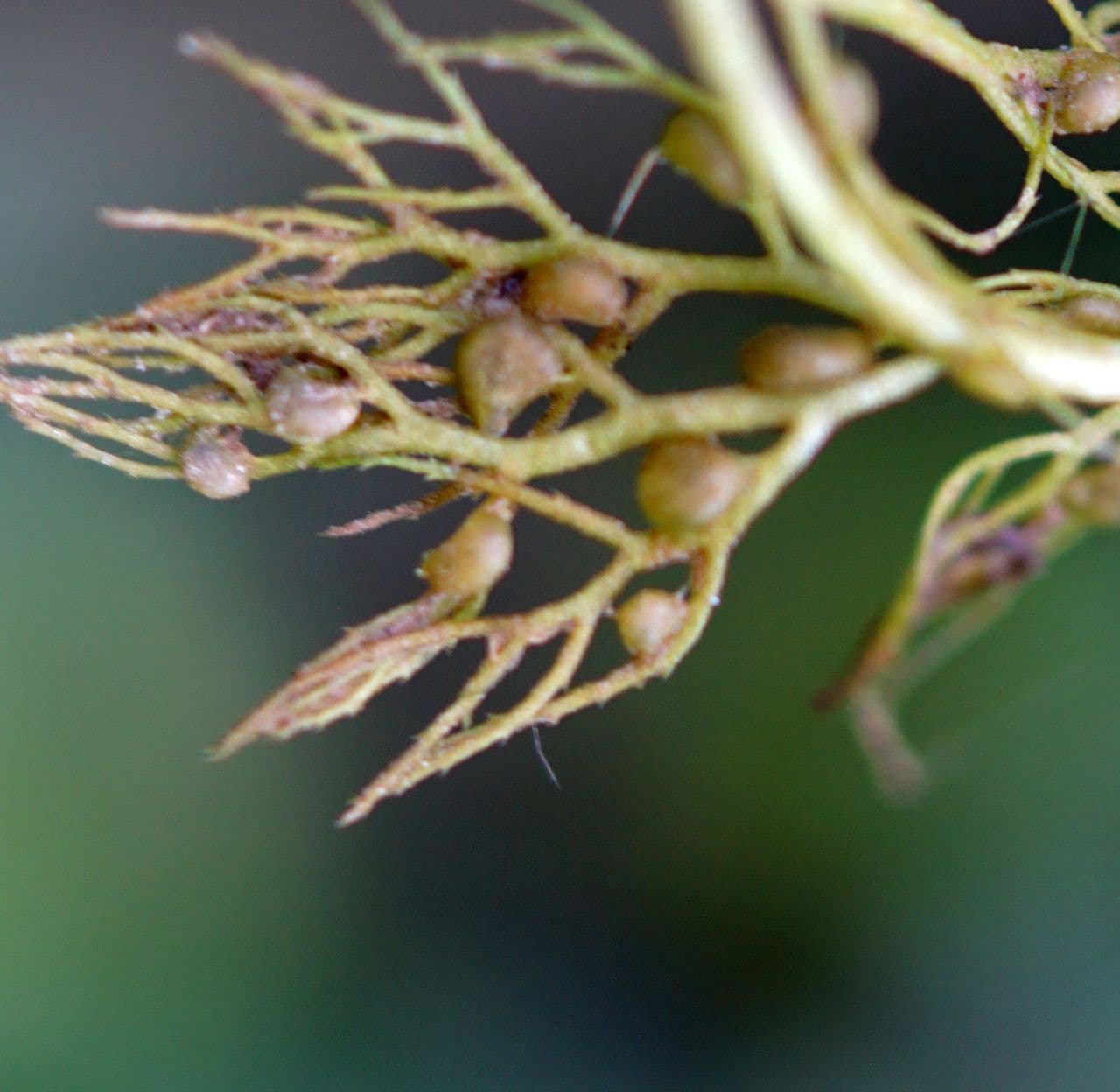 Erba vescica 17