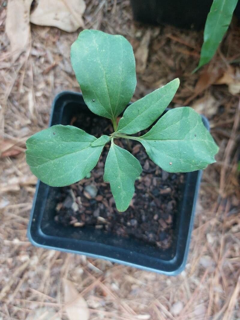 Pachysandra procumbens 15