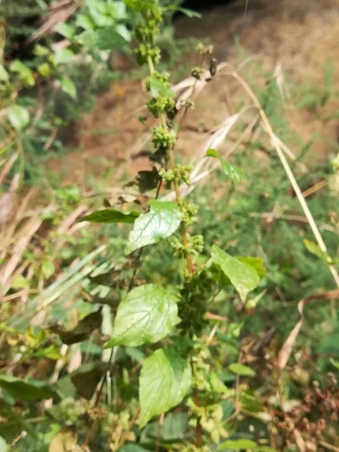 Parietaria 3