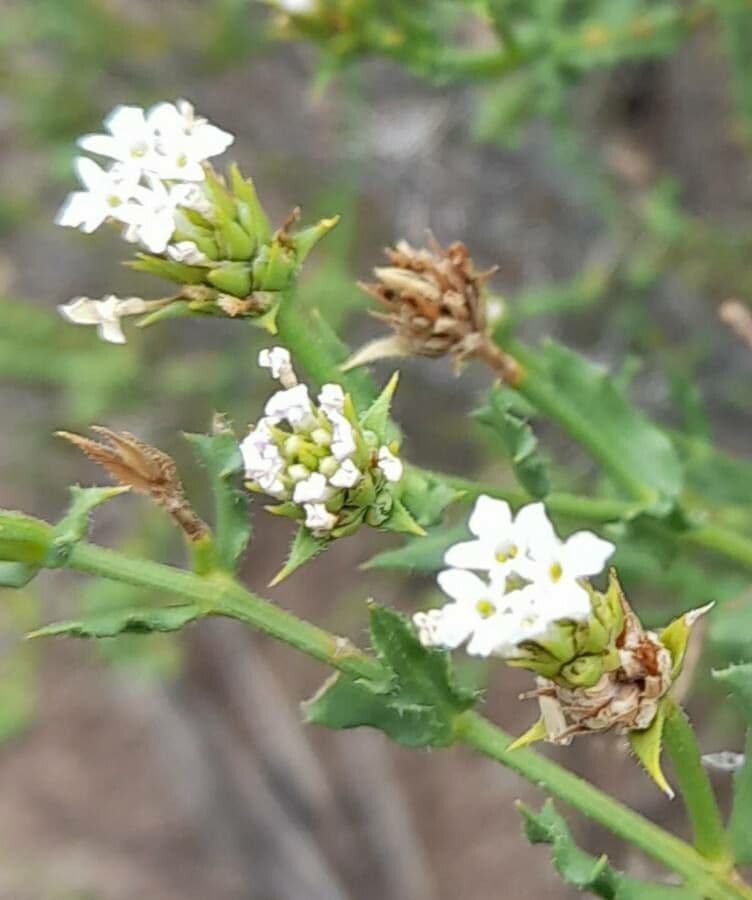 Lippia 2