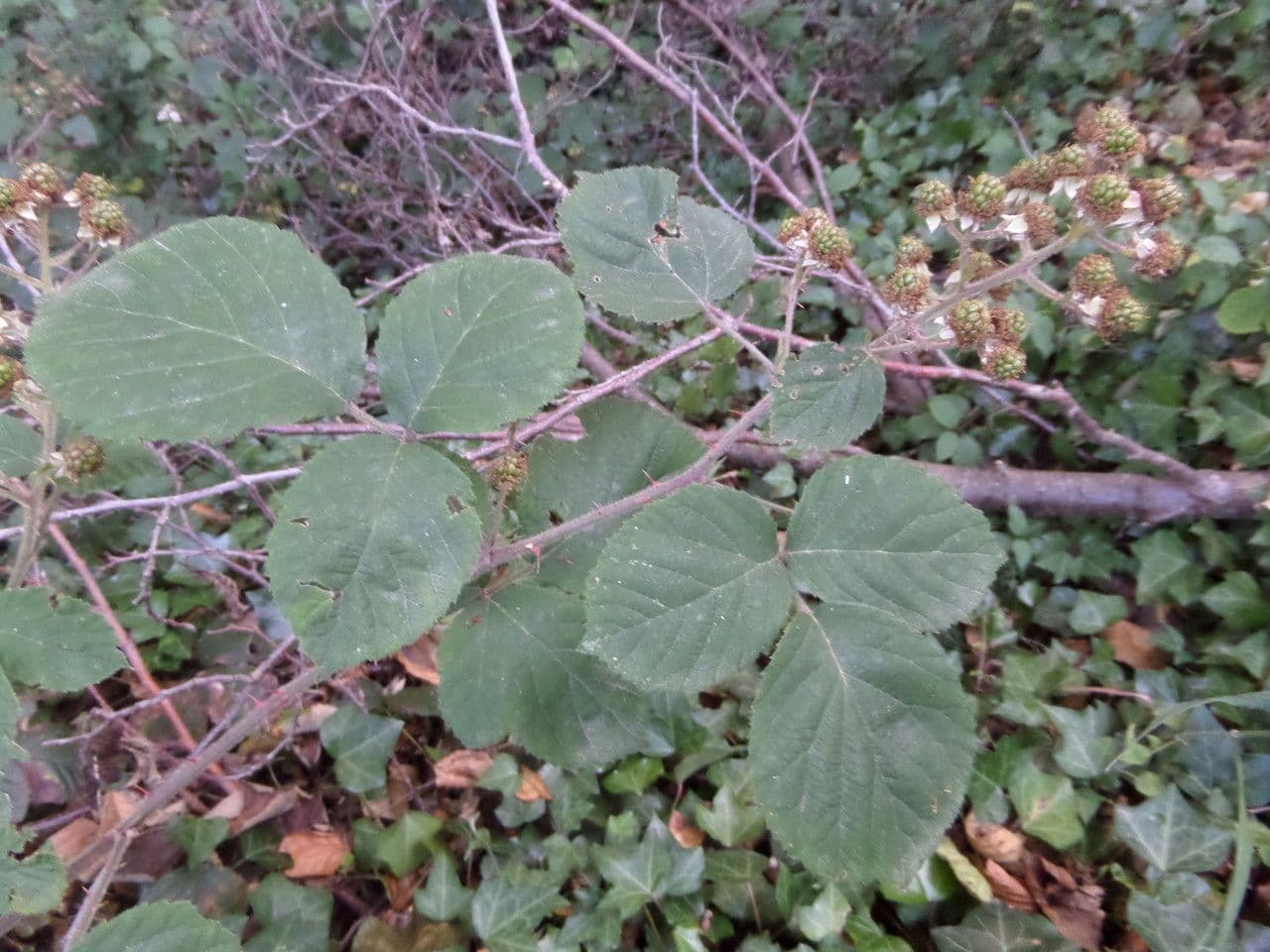 Rovo vestito 29