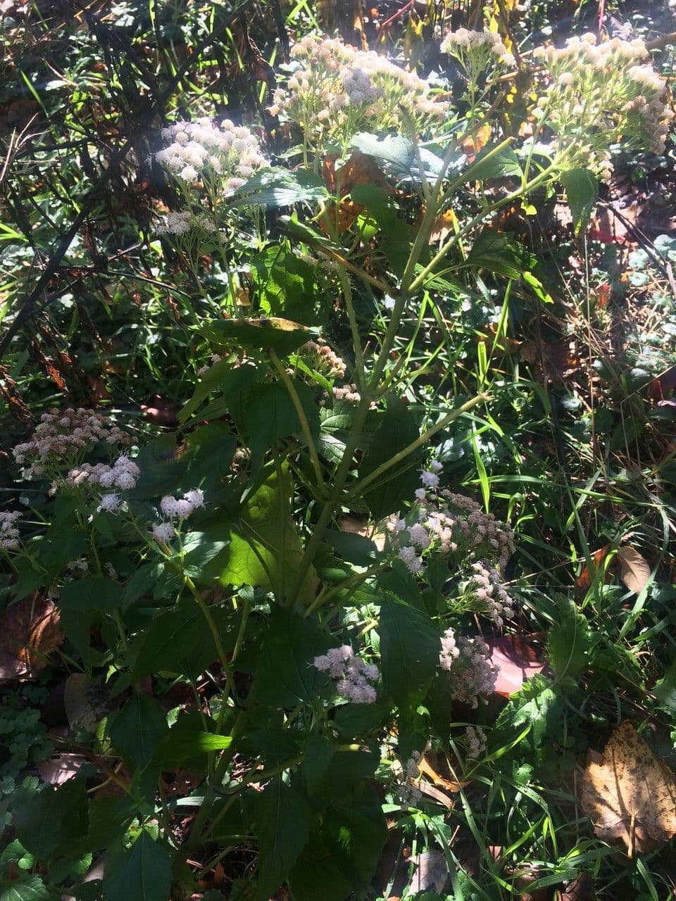 Ageratina aromatica 10