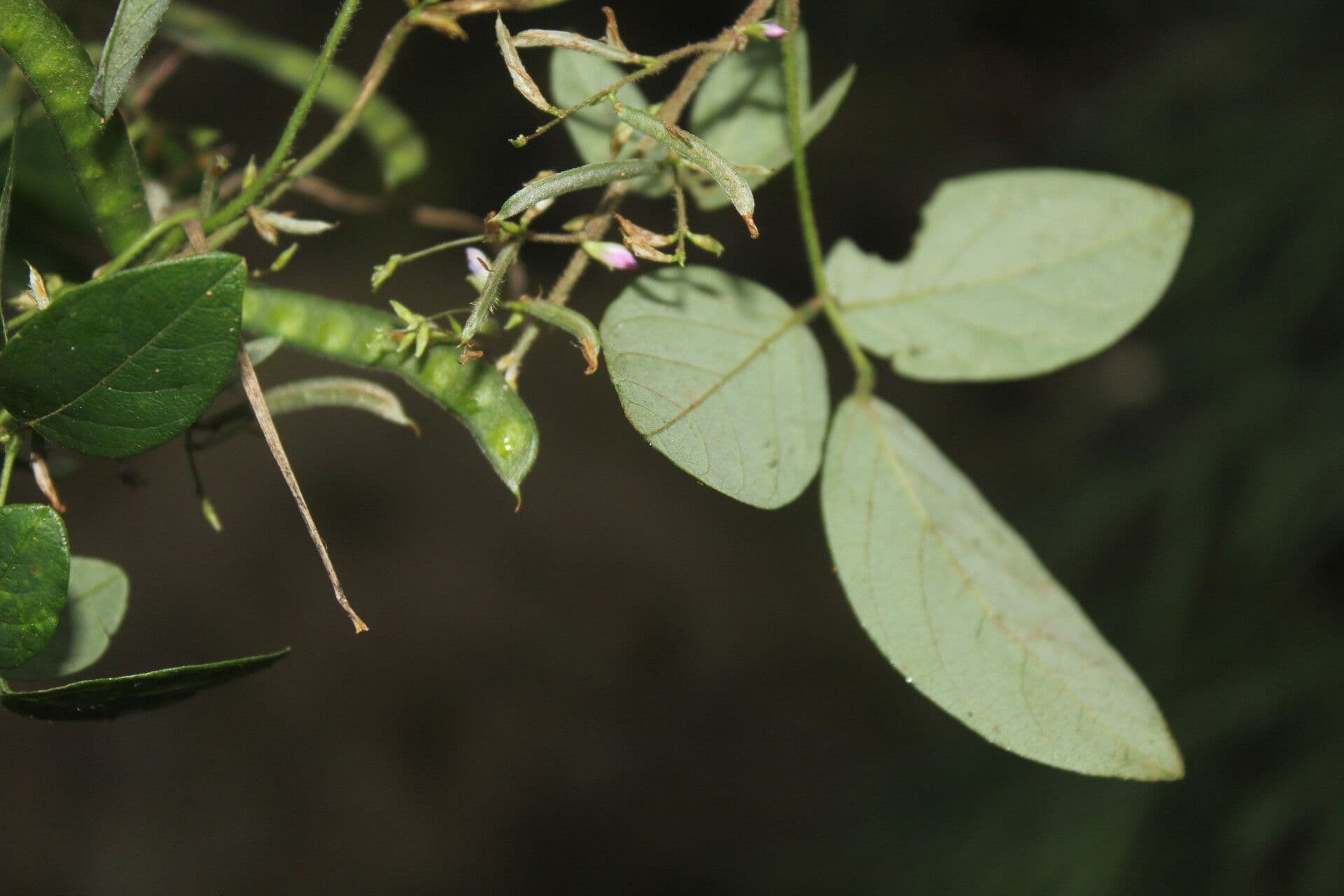 Galactia striata 5