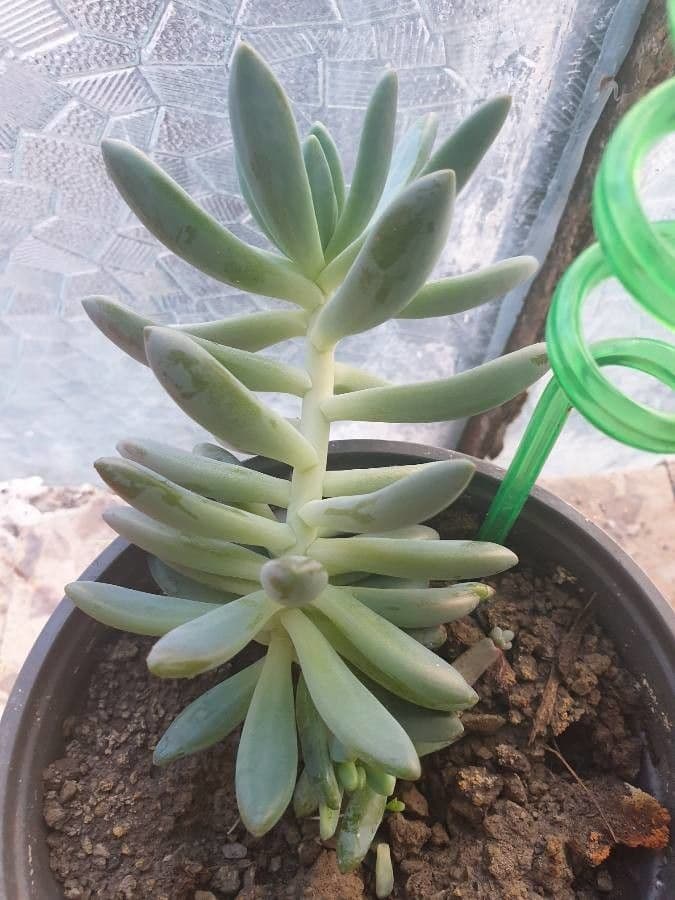 Pianta fantasma 11