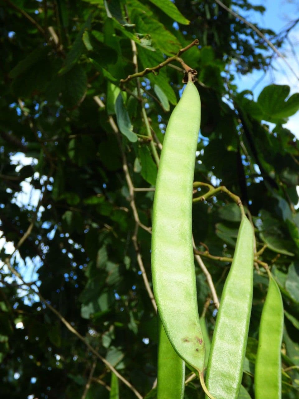 Bauhinia purpurea 4