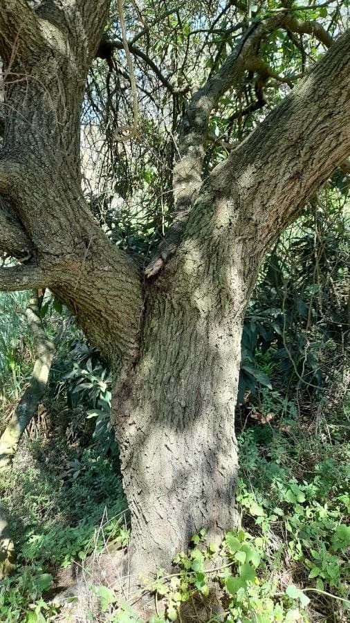 Prosopis 24