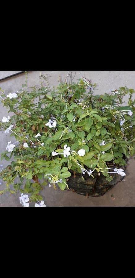 Plumbago zeylanica 18