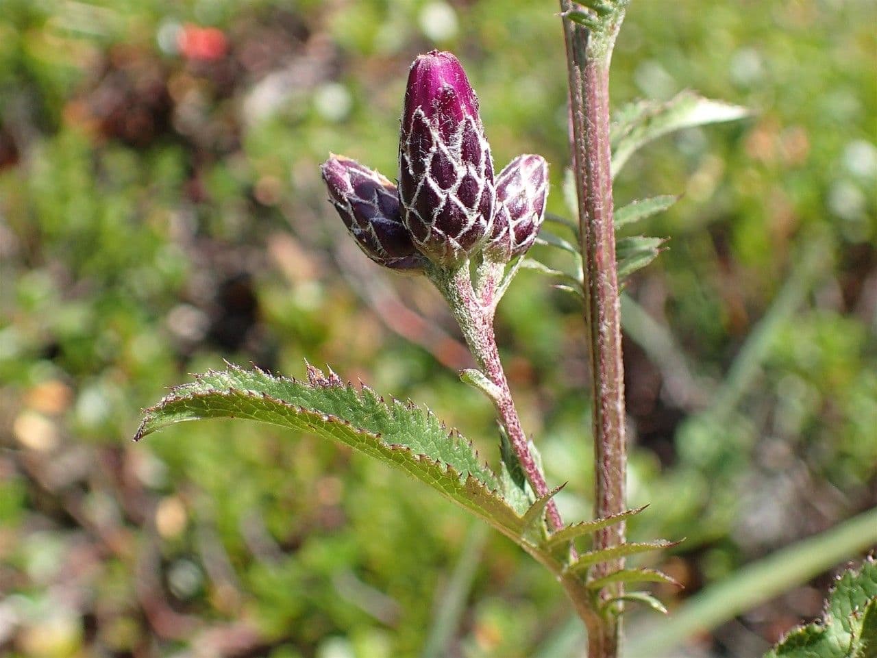 Serratula comune 4