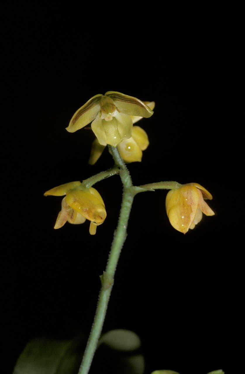 Polystachya