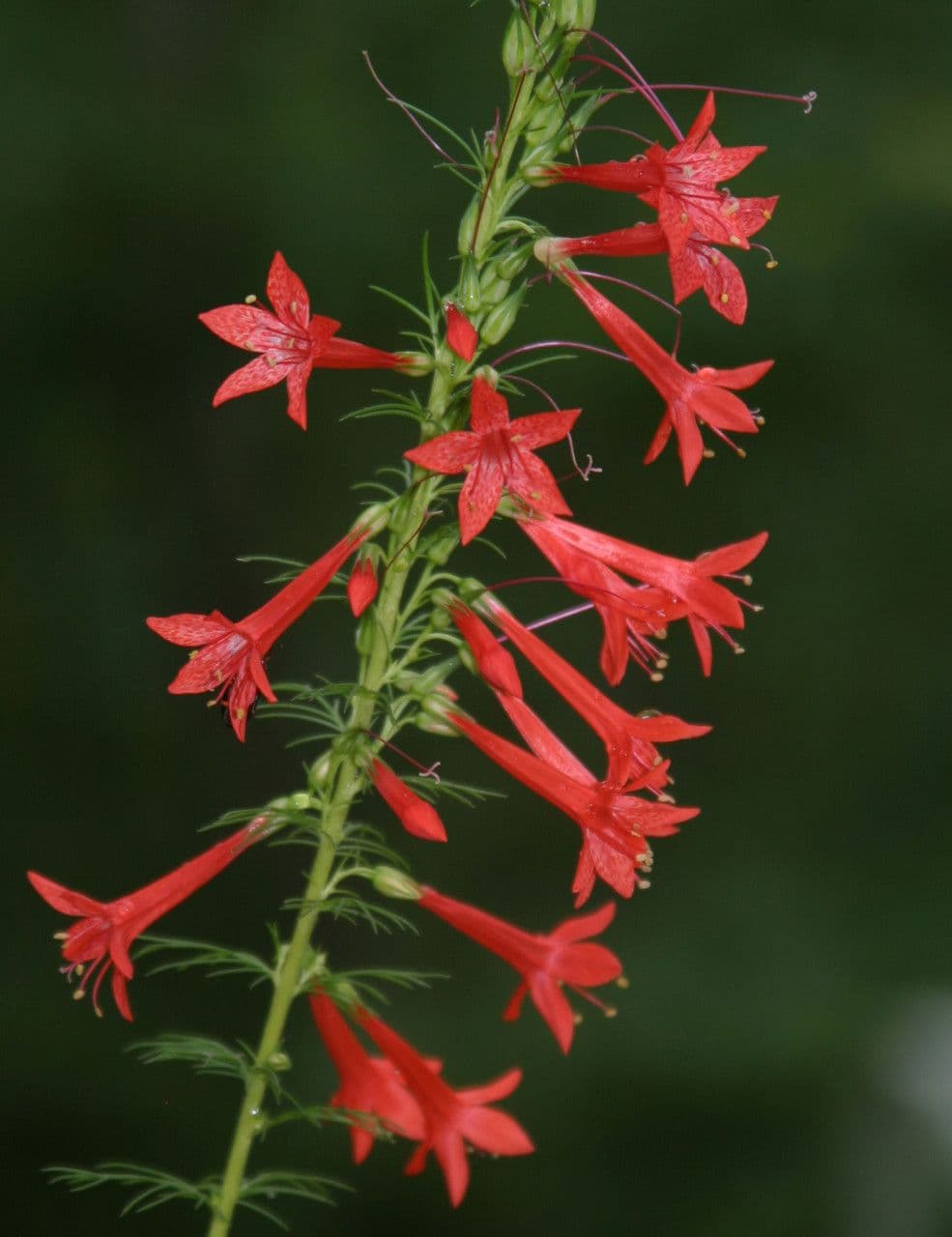 Ipomopsis rossa 6