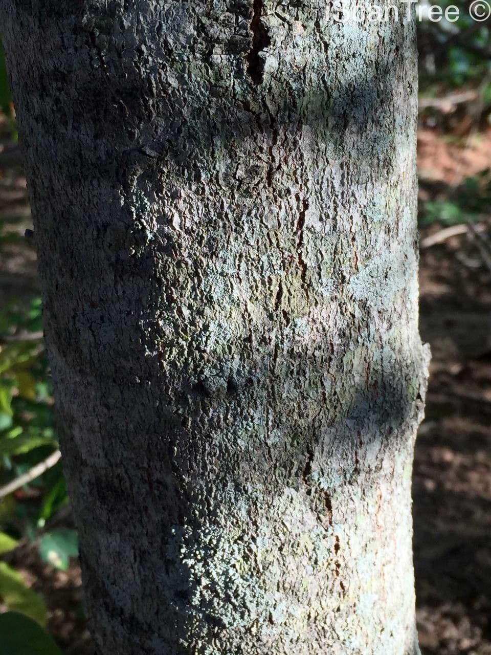 Garcinia livingstonei 20