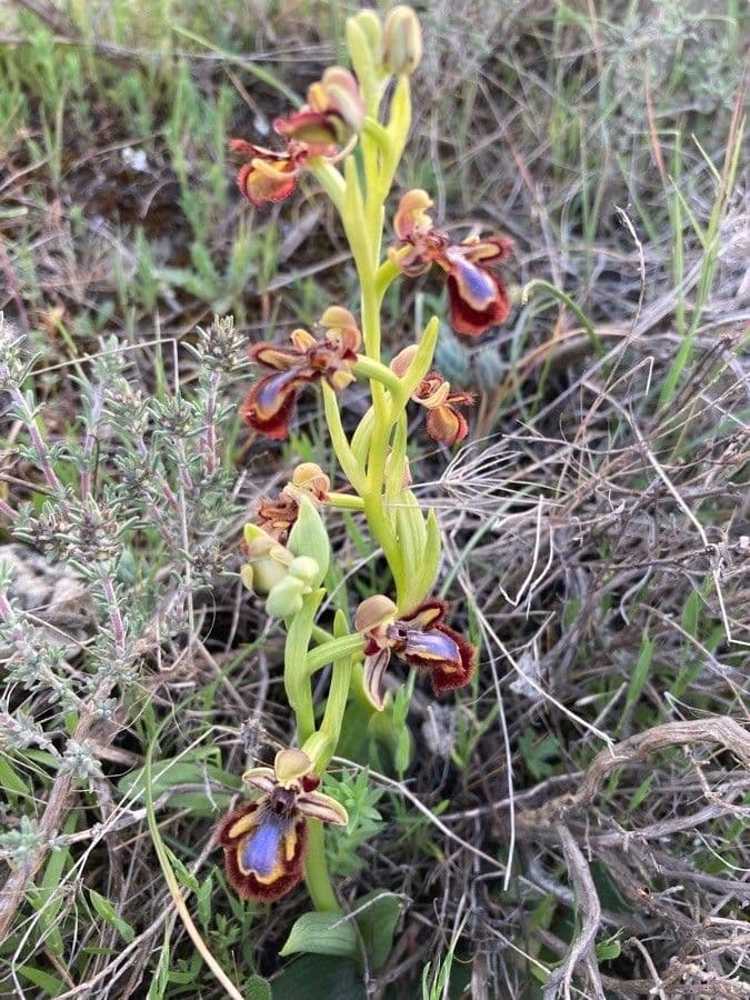Ophrys speculum 11