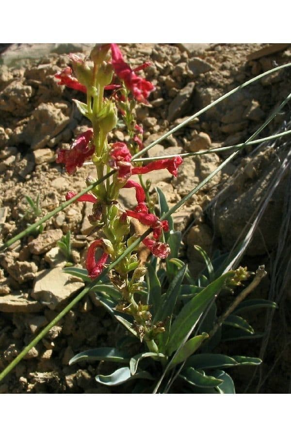 Penstemon utański 10