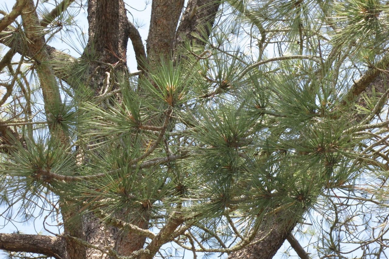 Pino 9