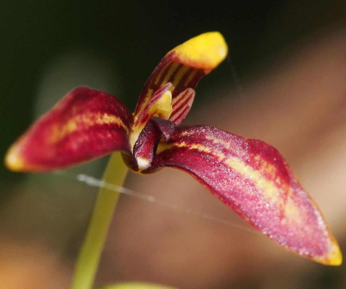 Bulbophyllum 6
