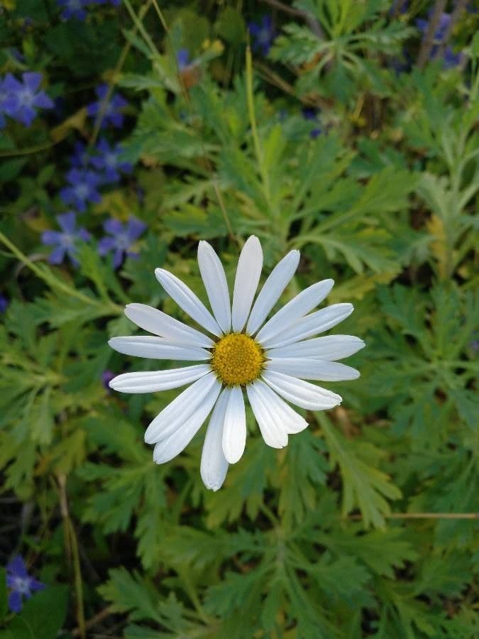 Argyranthemum