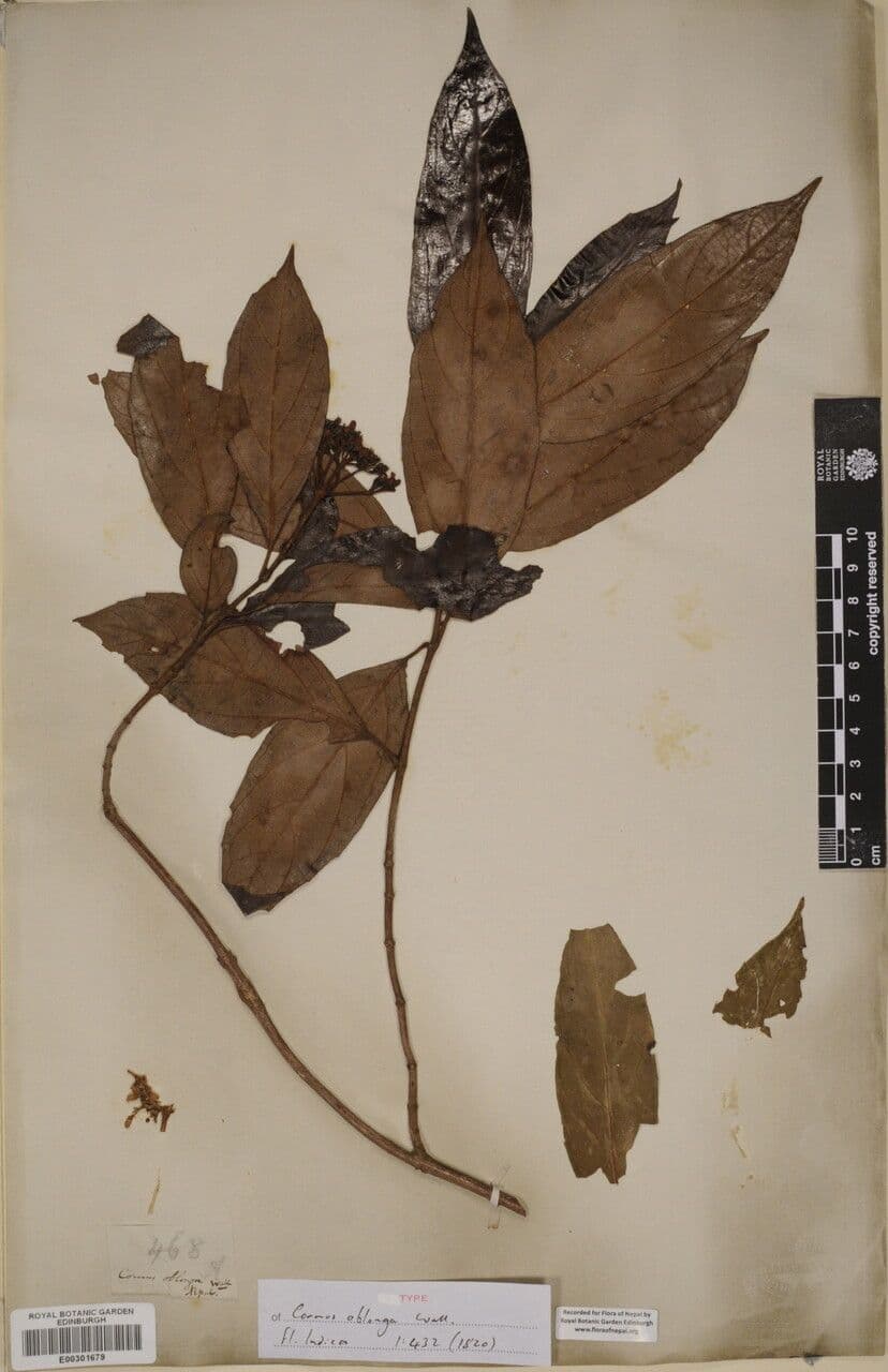 Cornus 9