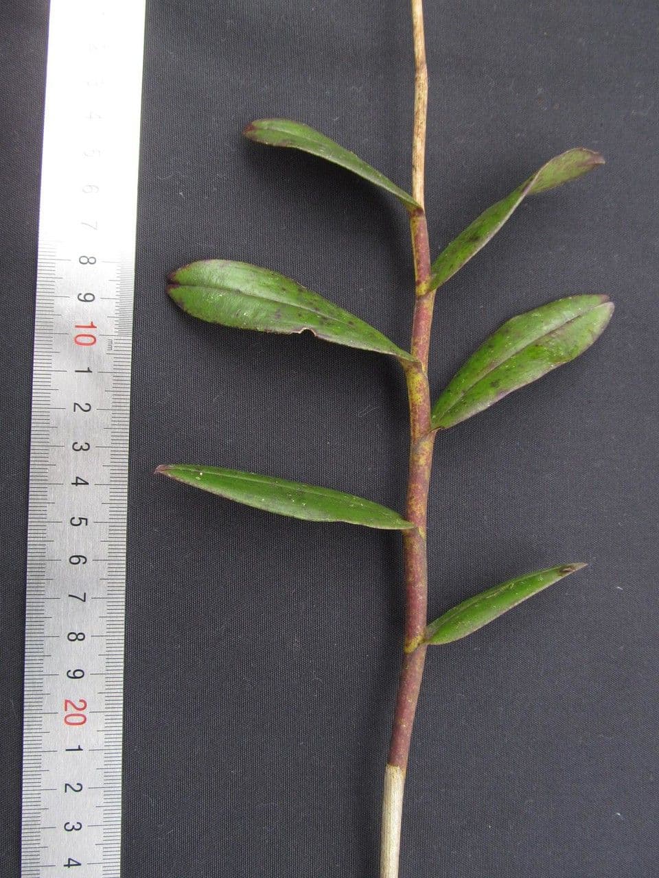 Epidendrum 12