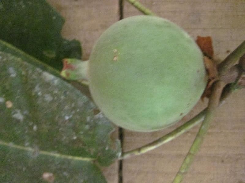 Duroia 5