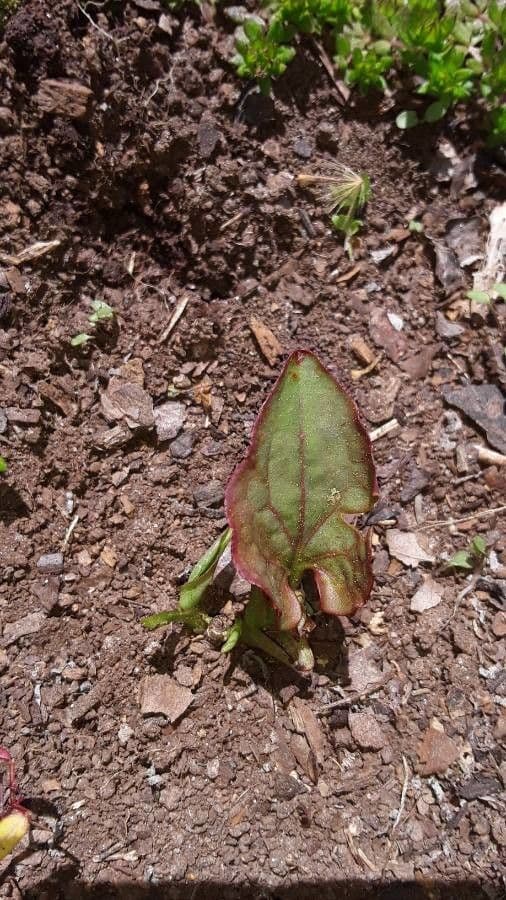 Aristolochia 11
