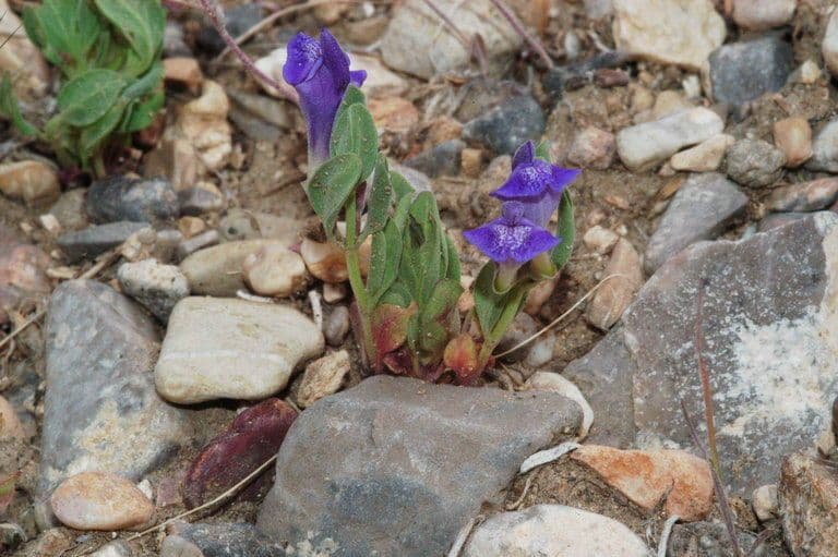 Scutellaria 5