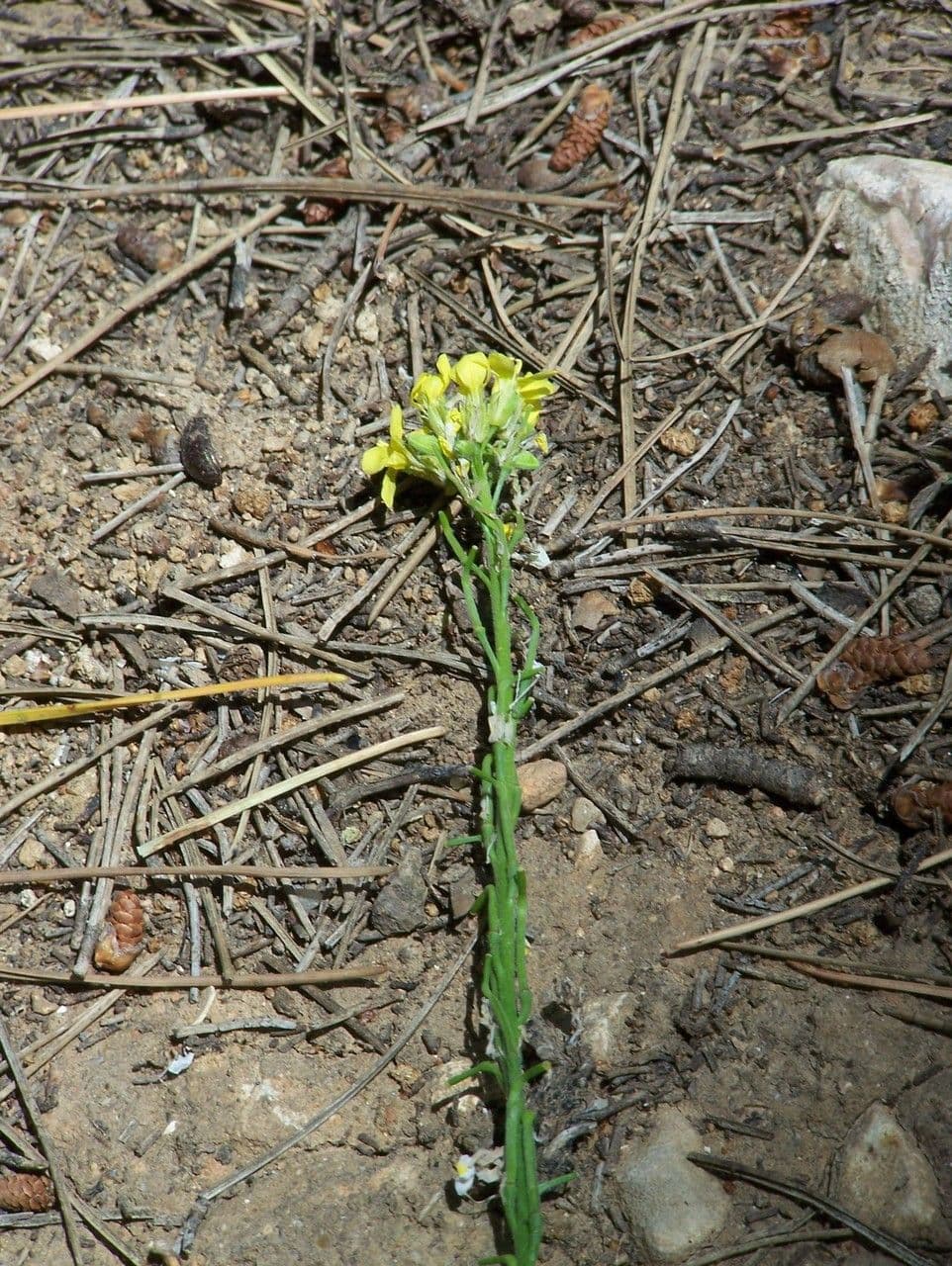 Senape ruca 12