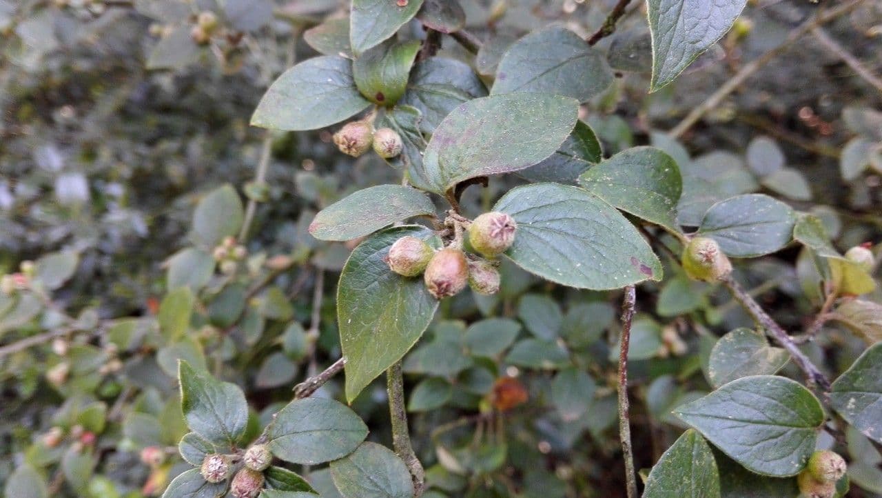 Cotoneaster de Diels 11