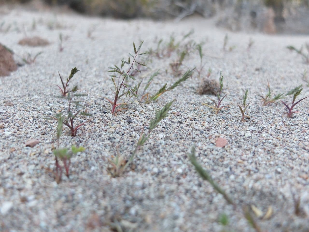Lovegrass 4