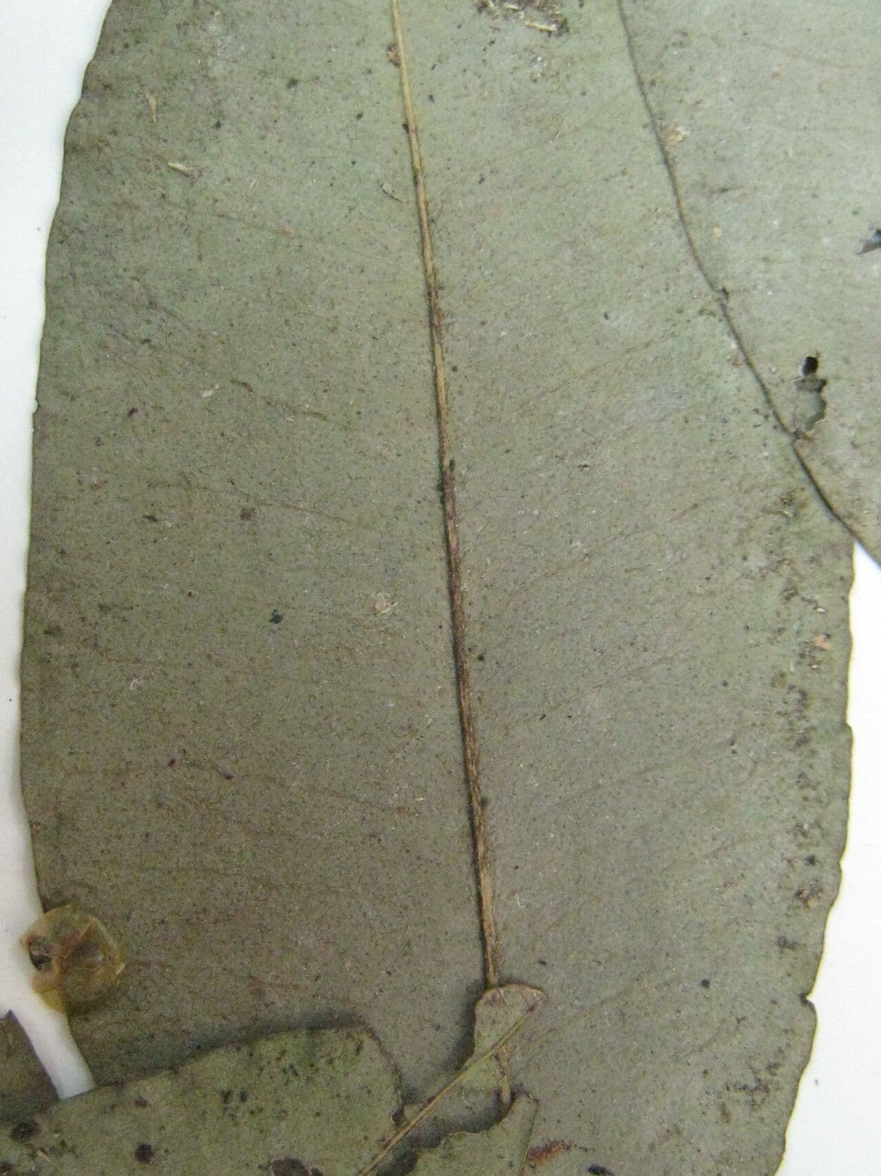 Eugenia