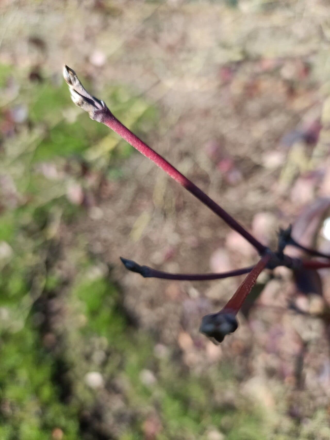 Cornus di Walter 6