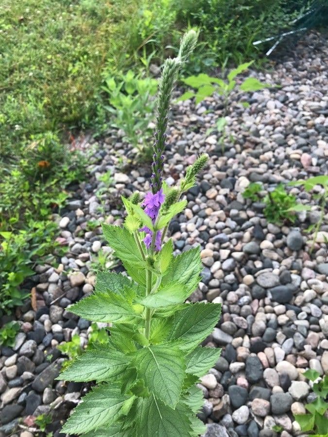 Verbena estricta 2