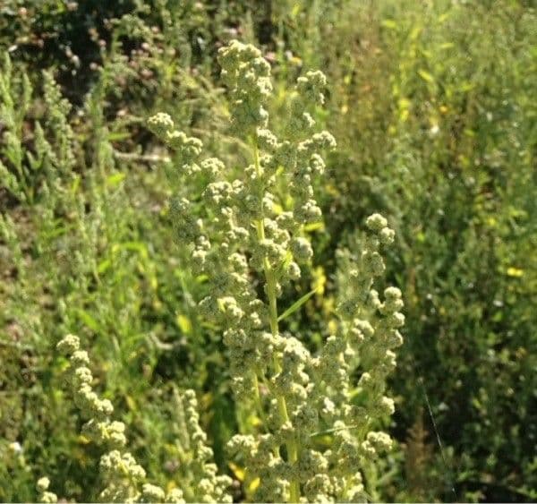 Komosa strzałkowata 9