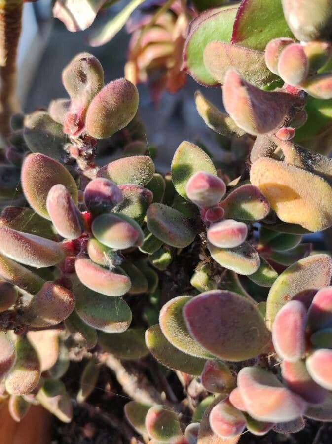 Crassula 7