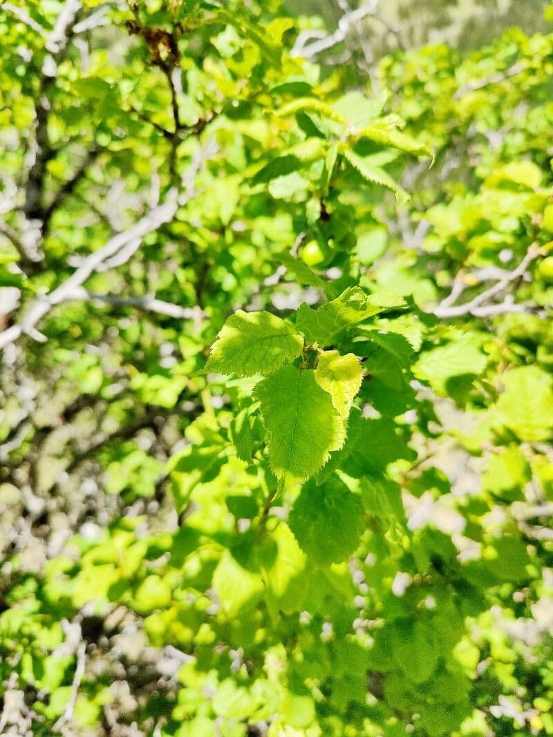 Susino brigantino 15