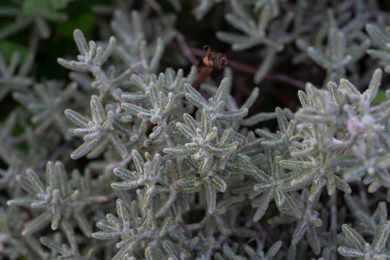 Achillea di Creta 9