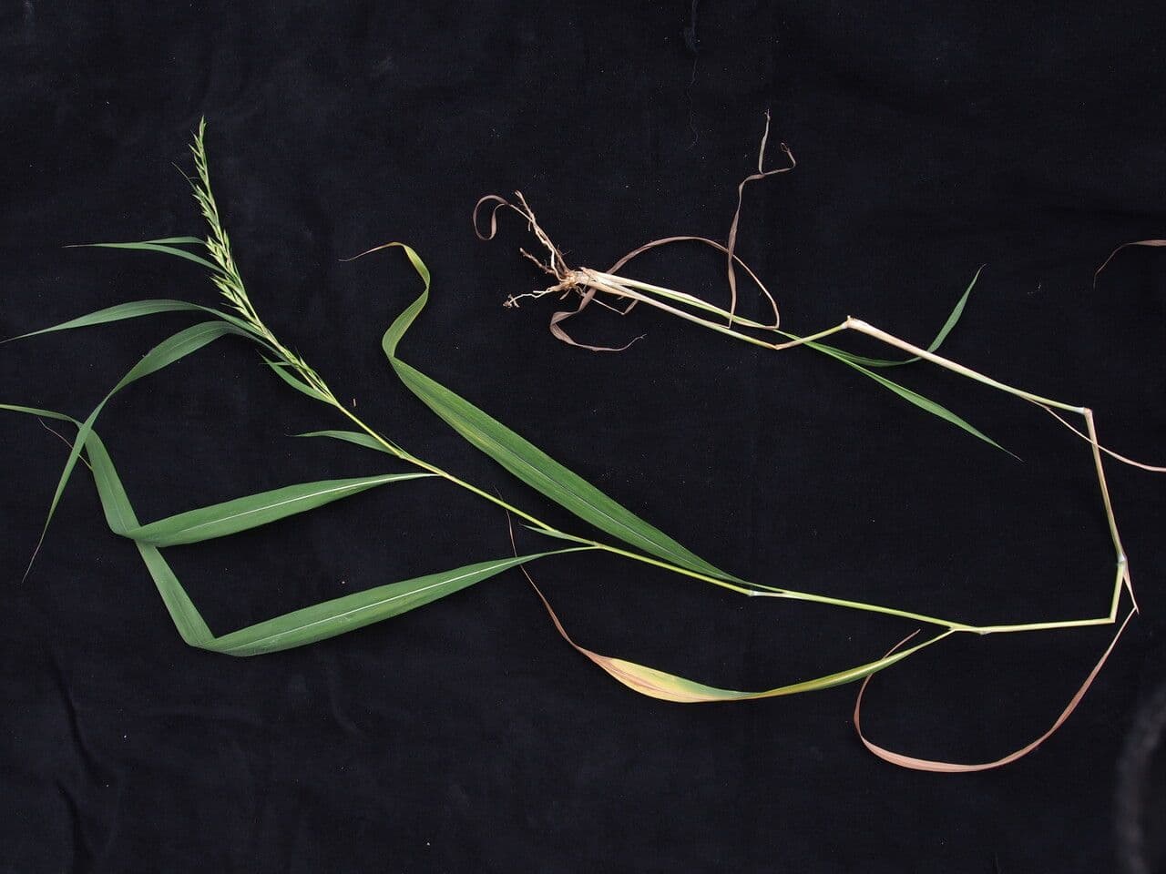 Mauritiusgras 2