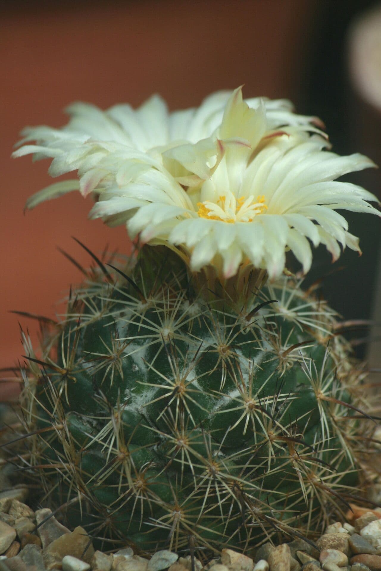 Coryphantha 2